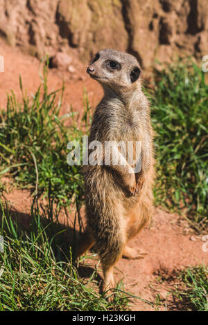 Erdmännchen (Suricata suricatta) steht auf dem Boden, heraus aufpassen, Captive, Leipzig, Sachsen, Deutschland Stockfoto