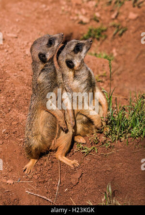 Zwei Erdmännchen (Suricata suricatta), auf dem Boden sitzend, heraus aufpassen, Captive, Leipzig, Sachsen, Deutschland Stockfoto