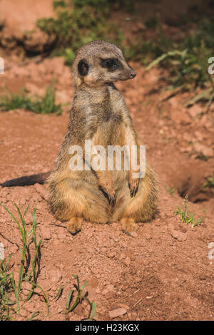 Erdmännchen (Suricata suricatta), auf dem Boden sitzend, heraus aufpassen, Captive, Leipzig, Sachsen, Deutschland Stockfoto