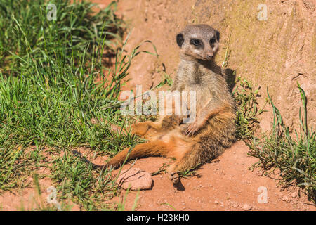 Erdmännchen (Suricata suricatta), auf dem Boden sitzend, heraus aufpassen, Captive, Leipzig, Sachsen, Deutschland Stockfoto