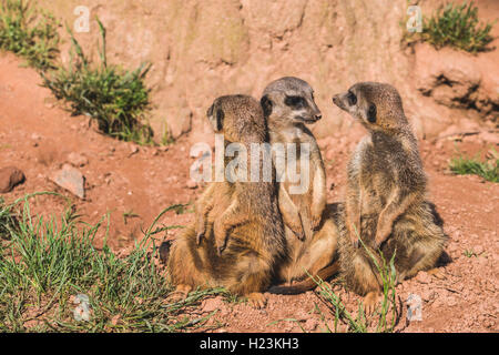 Drei Erdmännchen (Suricata suricatta) sitzen auf dem Boden, heraus aufpassen, Captive, Leipzig, Sachsen, Deutschland Stockfoto