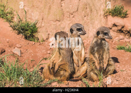 Drei Erdmännchen (Suricata suricatta) sitzen auf dem Boden, heraus aufpassen, Captive, Leipzig, Sachsen, Deutschland Stockfoto