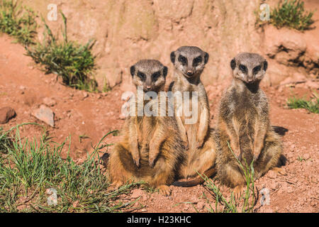 Drei Erdmännchen (Suricata suricatta) sitzen auf dem Boden, heraus aufpassen, Captive, Leipzig, Sachsen, Deutschland Stockfoto