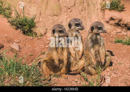 Drei Erdmännchen (Suricata suricatta) sitzen auf dem Boden, heraus aufpassen, Captive, Leipzig, Sachsen, Deutschland Stockfoto