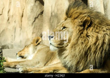 Männlicher afrikanischer Löwe (Panthera leo) ist auf dem Boden liegend, Captive, Dresden, Sachsen, Deutschland Stockfoto