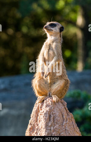 Erdmännchen (Suricata suricatta), auf einem Stein saß und beobachtete, Captive, Leipzig, Sachsen, Deutschland Stockfoto