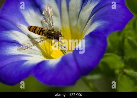 Gemeinsame Hoverfly (Eupeodes corollae) ist das Sammeln von Nektar aus einem Zwerg morgen - Herrlichkeit (Convolvulus tricolor) Blume Blüte Stockfoto