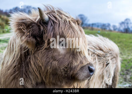 Junge Highland Kuh vor dem wind Stockfoto