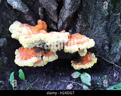 Huhn im Wald Pilze wachsen auf einem Baum in der freien Wildbahn Stockfoto