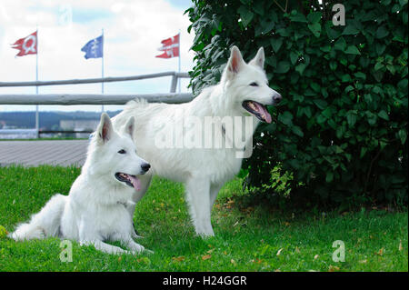 Zwei weiße Schweizer Schäferhunde Stockfoto