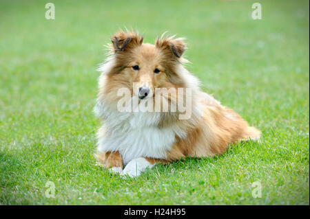 Sheltie-Porträt Stockfoto