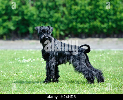 Schwarze Zwergschnauzer Porträt Stockfoto