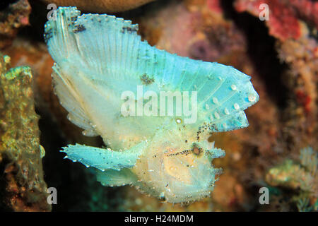 Leaf Drachenköpfe (Taenianotus Triacanthus, aka Schaukelfisch, Paperfish). Flores, Indonesien Stockfoto