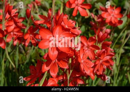 Hesperantha Coccinea Major Crimson Flagge Lilie Stockfoto