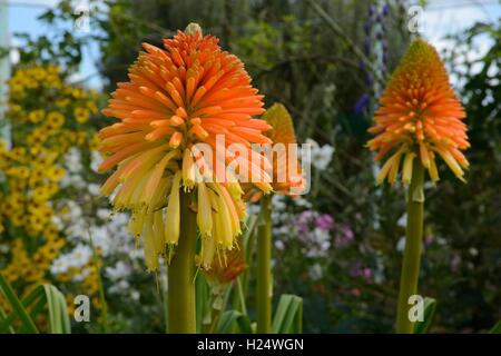 Kniphofia Rooperi glühenden Poker Blumen Stockfoto