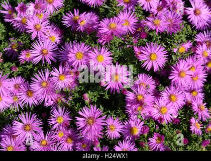 Aster Novi-Belgii Dandy Michaeli Daisy Blumen Stockfoto