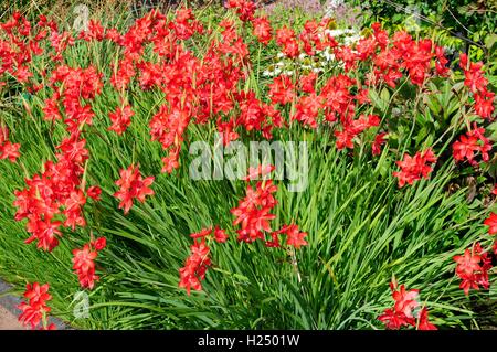 Hesperantha Coccinea Major Crimson Flagge Lilie Stockfoto