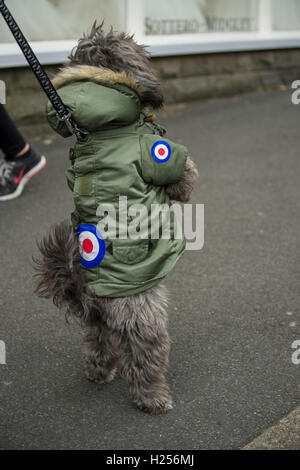 Clitheroe, UK. 24. Sep, 2016. Ein Hund, gekleidet in einen Parka vorgestellt das traditionelle Mod Symbol, das Royal Air Force-Rondell bei der Scooter-Ankunft auf dem jährlichen "Mod Weekender" Festival. Bildnachweis: Matthew Fleming/Alamy Live-Nachrichten Stockfoto