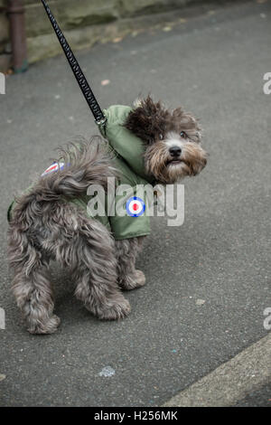 Clitheroe, UK. 24. Sep, 2016. Ein Hund, gekleidet in einen Parka vorgestellt das traditionelle Mod Symbol, das Royal Air Force-Rondell bei der Scooter-Ankunft auf dem jährlichen "Mod Weekender" Festival. Bildnachweis: Matthew Fleming/Alamy Live-Nachrichten Stockfoto