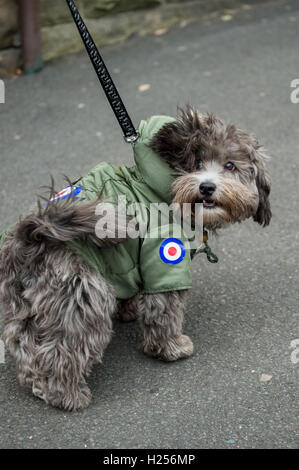 Clitheroe, UK. 24. Sep, 2016. Ein Hund, gekleidet in einen Parka vorgestellt das traditionelle Mod Symbol, das Royal Air Force-Rondell bei der Scooter-Ankunft auf dem jährlichen "Mod Weekender" Festival. Bildnachweis: Matthew Fleming/Alamy Live-Nachrichten Stockfoto