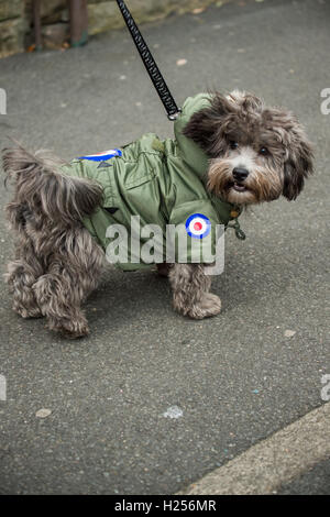 Clitheroe, UK. 24. Sep, 2016. Ein Hund, gekleidet in einen Parka vorgestellt das traditionelle Mod Symbol, das Royal Air Force-Rondell bei der Scooter-Ankunft auf dem jährlichen "Mod Weekender" Festival. Bildnachweis: Matthew Fleming/Alamy Live-Nachrichten Stockfoto