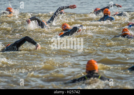 Hever Castle, Kent, UK. 24. Sep, 2016. Das Schwimmen (das erste Ereignis) - Konkurrenten genießen die warmen sonnigen Bedingungen während der Teilnahme an der Hever Castle Triathlon. Bildnachweis: Guy Bell/Alamy Live-Nachrichten Stockfoto