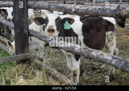 Tambow, Tambow, Russland. 23. Sep, 2016. Junge Kälber auf dem Bauernhof © Aleksei Sukhorukov/ZUMA Draht/Alamy Live News Stockfoto