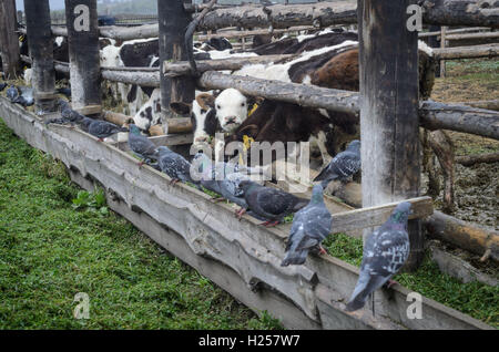 Tambow, Tambow, Russland. 23. Sep, 2016. Junge Kälber in der Farm in der Nähe der Tauben füttern © Aleksei Sukhorukov/ZUMA Draht/Alamy Live News Stockfoto