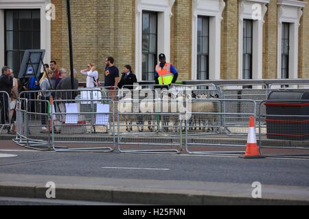 Worshipful Company der Woolmens jährlichen Schafe Laufwerk erfolgt über London Brücke, zugunsten des Oberbürgermeisters Appell und die Woolmen Charitable Trust. Stockfoto