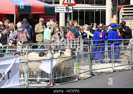 Worshipful Company der Woolmens jährlichen Schafe Laufwerk erfolgt über London Brücke, zugunsten des Oberbürgermeisters Appell und die Woolmen Charitable Trust. Stockfoto