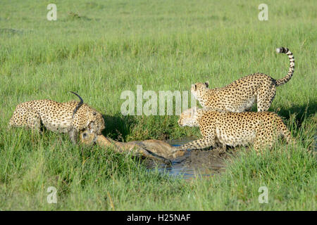 Gepard (Acinonix Jubatus) Mutter mit zwei Jugendliche mit nur getötet männlichen Impala (Aepyceros Melampus), Massai Mara, Kenia. Stockfoto