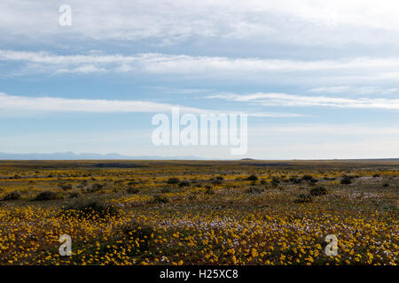 Perfekt glatte riesig öffnen leer flache grüne Landschaft mit perfekten blauen Himmel im Tankwa-Karoo Stockfoto