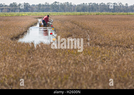 Aquakultur Farmer zieht fallen mit Flusskrebsen auch Langusten aus einem überfluteten Reisfeld in ländlichen Eunice, Louisiana. Langusten werden gezüchtet in überfluteten Reis Felder, die den Landwirten eine Reisernte Sommer und Winter Langusten Ernte. Stockfoto