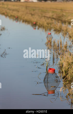 Krebse und Langusten Draht fallen auf einem überfluteten Reisfeld in ländlichen Eunice, Louisiana. Langusten werden gezüchtet in überfluteten Reis Felder, die den Landwirten eine Reisernte Sommer und Winter Langusten Ernte. Stockfoto