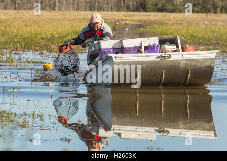 Eine Bauer der Aquakultur zieht fallen mit Flusskrebsen auch bekannt als Langusten aus einem überfluteten Reisfeld in ländlichen Eunice, Louisiana. Langusten werden gezüchtet in überfluteten Reis Felder, die den Landwirten eine Reisernte Sommer und Winter Langusten Ernte. Stockfoto