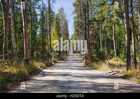 Elch Wilson Road, in der Nähe von Granite Canyon, Grand-Teton-Nationalpark, Wyoming; USA Stockfoto