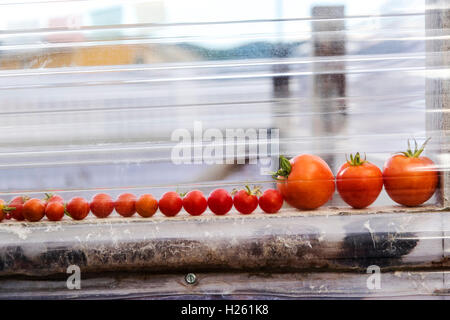 Frisch gepflückten Tomaten; Gemüsegarten Stockfoto