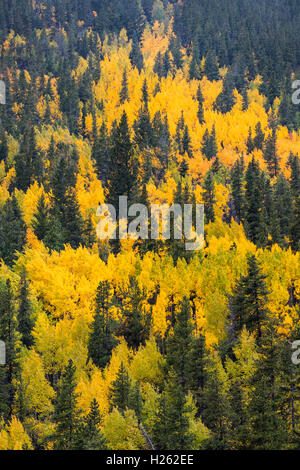 Herbstfarben im Schneesturm in der Nähe von Monarch Pass; Zentralen Colorado; USA Stockfoto