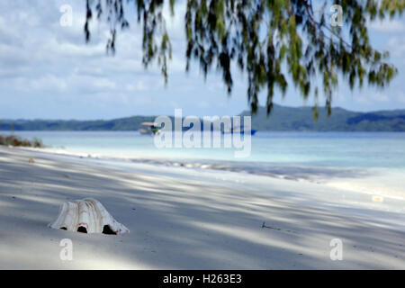 Muschel im Sand, mit Booten im Hintergrund. Dampier-Straße, Raja Ampat, Indonesien Stockfoto