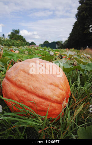 Riesenkürbis im Kürbisbeet reif für die Ernte Stockfoto