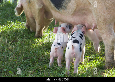 Gloucestershire alten Stelle, Mutter füttert ihr Ferkel Stockfoto