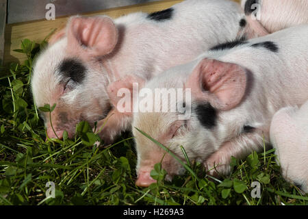 Gloucestershire alten Stelle, Sleeping Ferkel Stockfoto