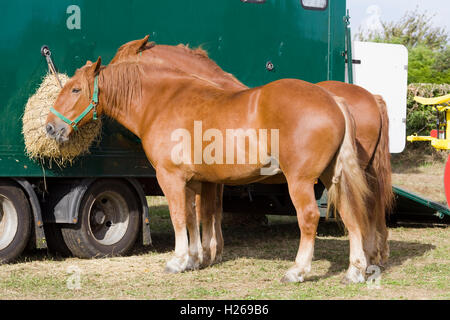 Suffolk Punch Arbeitspferde angebunden an einem LKW Stockfoto