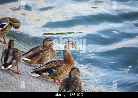 eine Gruppe von Enten in Sommertag am Fluss Bank sitzen Stockfoto