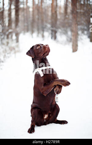Ziemlich braune Labrador Retriever im Winterwald Stockfoto