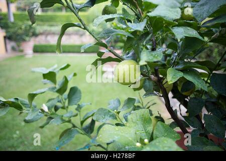 Zitronen und Blüte am Baum nach Regen Stockfoto