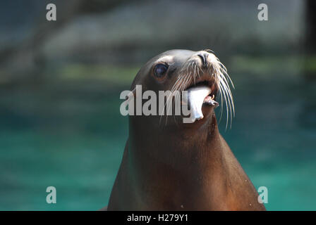 Seelöwe mit einem Fisch hing aus seinem Mund. Stockfoto