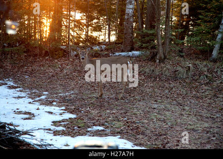 Weißen Schweif Doe Reh im Vorgarten der Hütte am See Knot-. Kabel Wisconsin WI USA Stockfoto