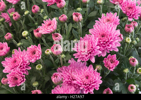 Rosa Chrysantheme hautnah als Hintergrund. Stockfoto