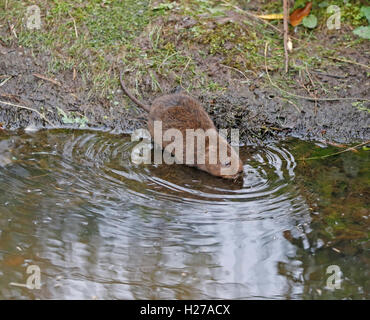 Schermaus, (Arvicola Amphibius), Schwimmen Stockfoto